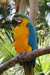 Macaw parrot on a branch in Florida zoological garden, closeup © natalya2015