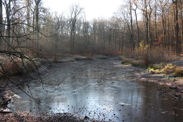 Zugefrorener See in einem Wald bei Arnsberg im Sauerland