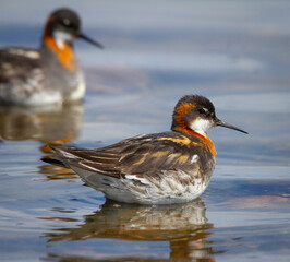 Female red-necked phalarope, Phalaropus lobatus, with male red-necked phalarope in background swimming and foraging for food in small lake near Arviat, Nunavut Canada
