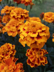orange chrysanthemum flowers
