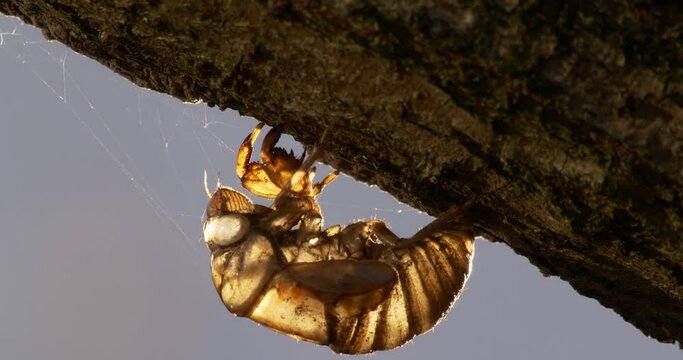 cicada shell fossilzed on a tree branch.