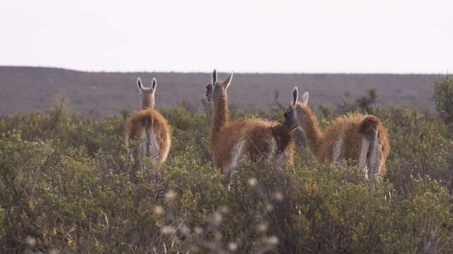 Three Guanacos walking in middle of bushes, in Caleta Valdes, Argentina - Handheld, slow motion view