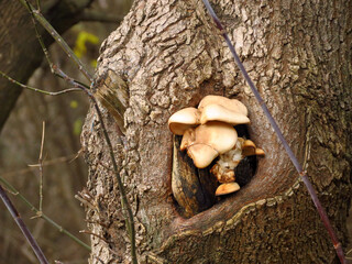 mushrooms on tree