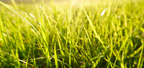 Natural green eco sunny background with grass and light spots. Close-up view on the fresh green grass in the sunny morning.