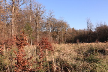 Naturwald bei Arnsberg im Sauerland