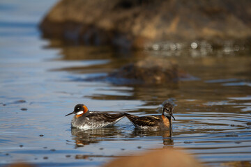 Female and male red-necked phalarope, Phalaropus lobatus, swimming in circles foraging for food in small lake and creating ripples, near Arviat, Nunavut Canada