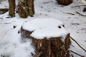 Stump in winter forest. Many logs and stomps in this mountain forest.