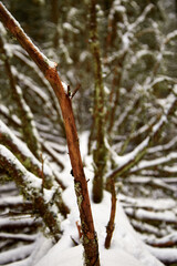 Pine branch in focus. Tree branches on fallen tree.