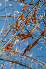 Frozen willow leaves covered by ice after an ice storm.