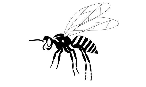 Wasp icon. lack silhouette of an insect on a white background.