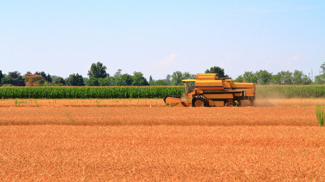 campo agricolo d'estate a cusago, agriculture field in the summer in cusago