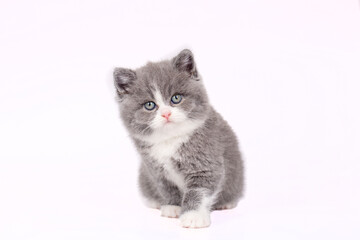 British bicolor kitten, grey and white cute cat