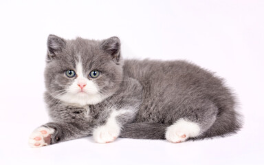 British bicolor kitten, grey and white cute cat