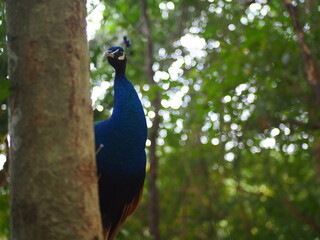 Fototapeta premium peacock in the park
