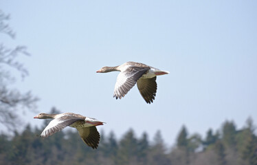 Fliegende Gänse 