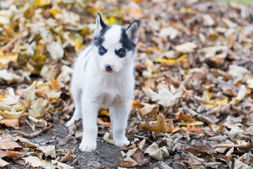 funny siberian husky