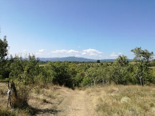 Obraz premium vineyard