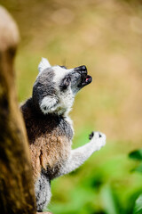The ring-tailed lemur (Lemur catta) is a large strepsirrhine primate and the most recognized lemur due to its long, black and white ringed tail.