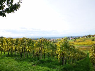 Fototapeta na wymiar Südoststeiermark, Weststeiermark und südsteiermark Weinstraße im Herbst