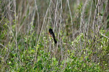 Orchard Oriole in the Trees