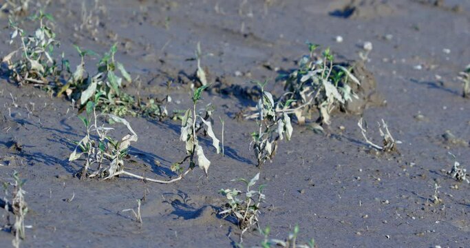 Pioneer vegetation on the Drava River bank with Persicaria hydropiper also known as water pepper