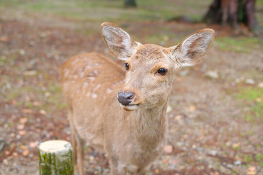 奈良県の鹿