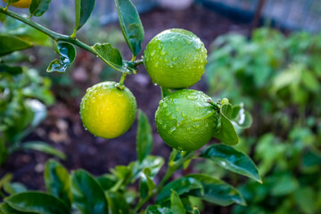 Ripening lemons on tree after rain storm