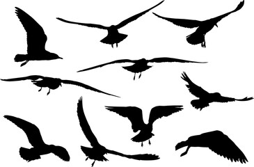 group of ten gull black silhouettes