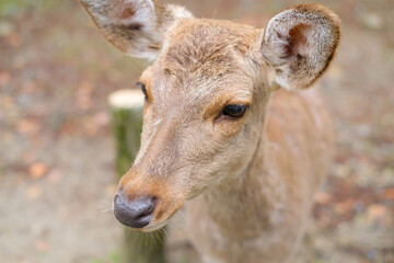 奈良県の鹿