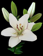 Obraz premium white lily branch with buds and bloom on black