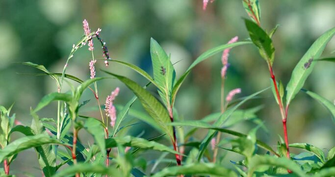 Pioneer vegetation on the Drava River bank with Persicaria hydropiper also known as water pepper