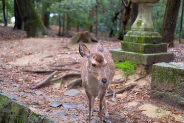 奈良県の鹿