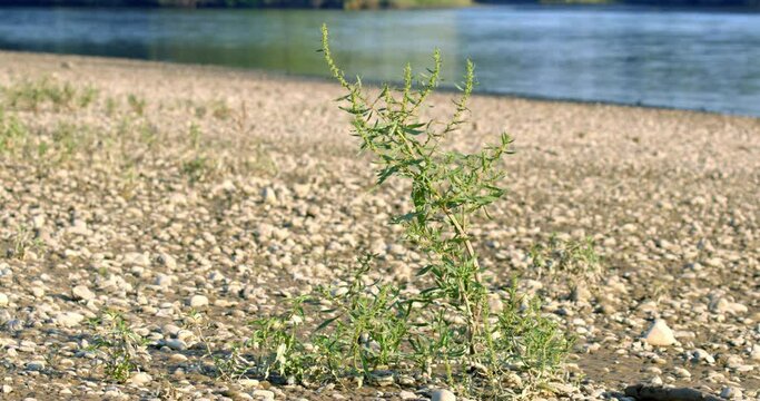 Pioneer vegetation on the Drava River bank with Persicaria hydropiper also known as water pepper