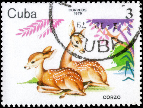 Postage stamp issued in the Cuba with the image of the Roe Deer, Capreolus capreolus. From the series on Zoo Animals, 1979