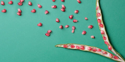red pomegranate seeds in green pea pods