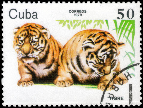 Postage stamp issued in the Cuba with the image of the Tiger, Panthera tigris. From the series on Zoo Animals,  1979