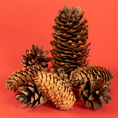 image of festive spruce cones close-up