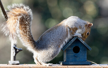 Squirrel on a bird feeder in the garden