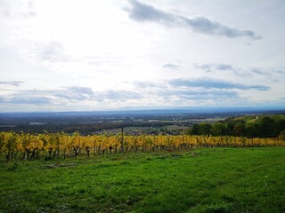 Fototapeta premium Weinberge der Südoststeiermark im Herbst - Klöch