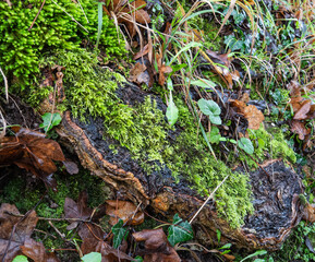 bankside exposed tree root covered in bright green moss and lichen