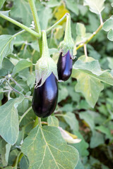 Fresh, organic agriculture, eggplant field