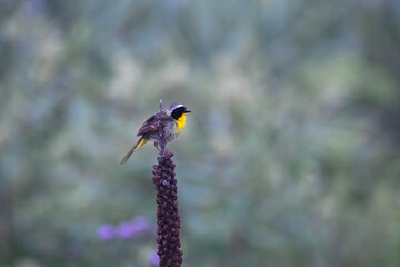 Common Yellowthroat Perching on a Snag