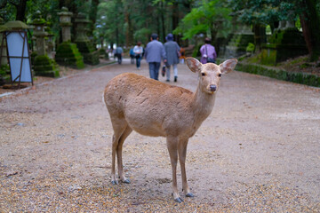奈良県の鹿