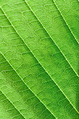 Extreme close up texture of leaf veins. backlight fresh green Leaf. morning sunlight with copy space as background natural green plants landscape, ecology, fresh wallpaper concept. macro.
