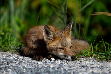Napping Roadside Red Fox Kit