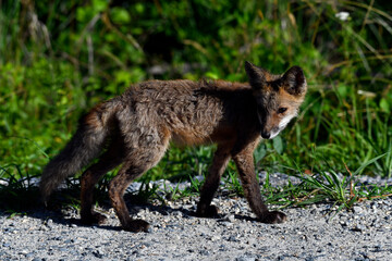 Fototapeta premium Roadside Red Fox Kit