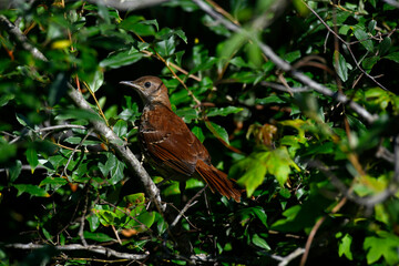 Brown Thrasher in the Trees