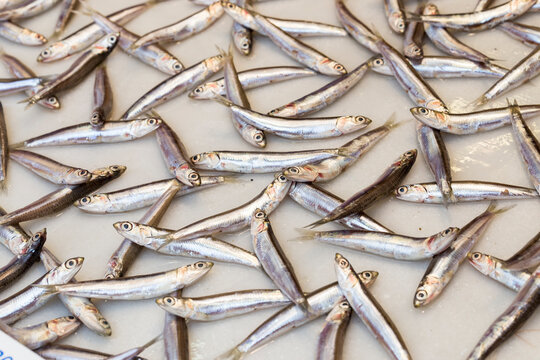 Dozens of European anchovy (Engraulis encrasicolus) displayed for sale, know also as boquerones