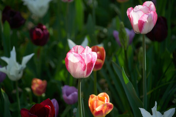 Flowers in full bloom and blossom in a myriad of color.