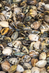 Pile of Galician clams (Ruditapes philippinarum) for sale in indoor food market, in the Spanish city of Malaga. 